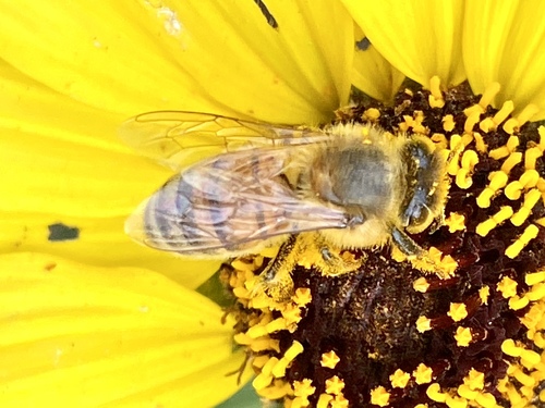 iNaturalist observation photo of Western Honey Bee