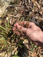 Luzula acuminata carolinae