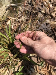 Luzula acuminata carolinae