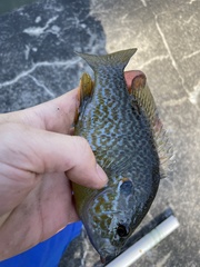 Lepomis gibbosus × cyanellus