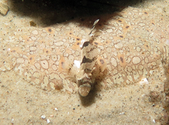 Centropogon australis