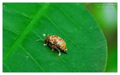 Asiophrida scaphoides