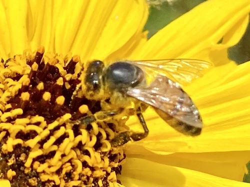 iNaturalist observation photo of Western Honey Bee