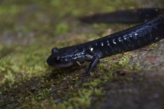 South Mountain Gray-Cheeked Salamander photo 3
