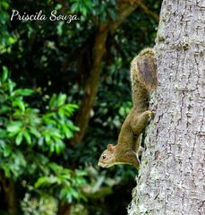 Sciurus aestuans ingrami