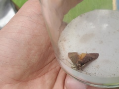 Lepidoptera