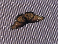 Danaus gilippus