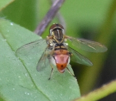 Toxomerus floralis