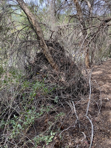 iNaturalist observation photo of Woodrats