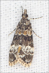 Eudonia protorthra