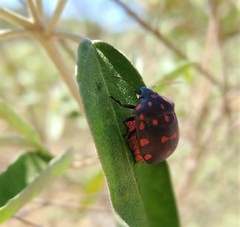 Pachycoris torridus