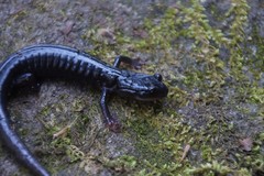 Plethodon meridianus
