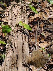 Plestiodon fasciatus