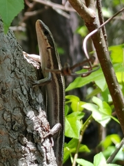 Plestiodon fasciatus