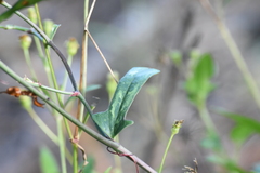 Smilax auriculata