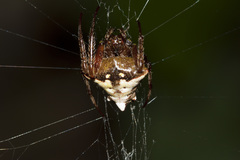 Verrucosa scapofracta