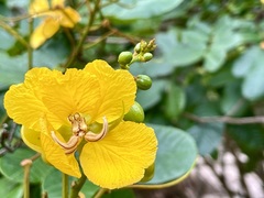 Senna appendiculata