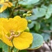 Senna appendiculata - Photo (c) Maria A. Villalobos H., some rights reserved (CC BY-NC), uploaded by Maria A. Villalobos H.