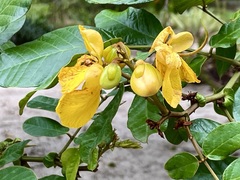 Senna appendiculata