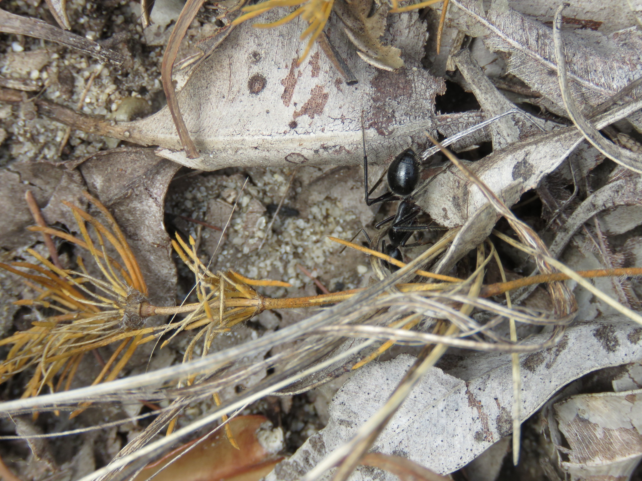 Camponotus molossus