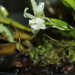 Kefersteinia gemma - Photo 由 Apipa 所上傳的 (c) Apipa，保留部份權利CC BY-NC