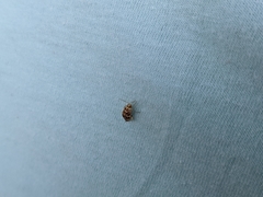 Tropidosteptes quercicola