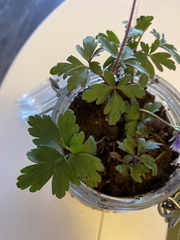 Anemonoides apennina