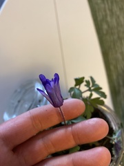 Anemonoides apennina