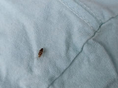 Tropidosteptes quercicola