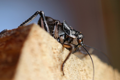 Cyphoderris