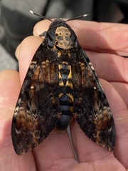 Acherontia atropos