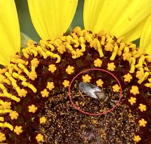 iNaturalist observation photo of Chalcidoid Wasps