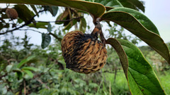 Annona monticola
