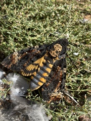 Acherontia atropos