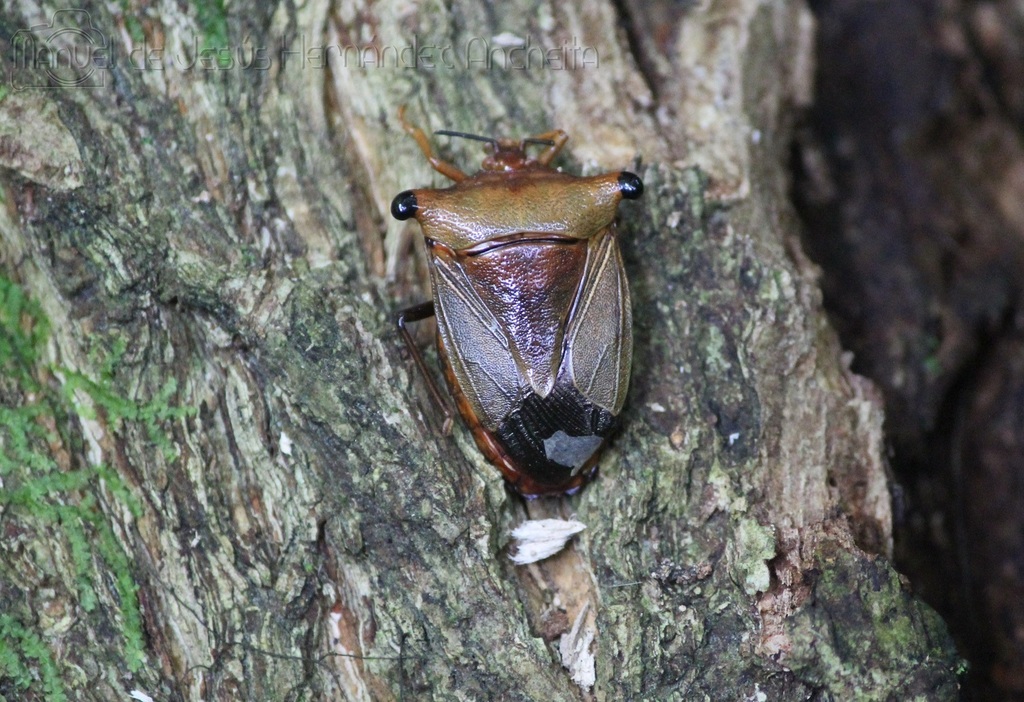 Peromatus robustus
