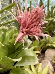 Aechmea fasciata