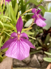Miltonia moreliana