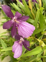 Miltonia moreliana