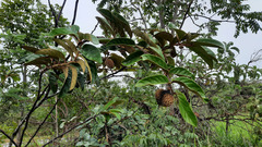 Annona monticola