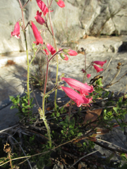 Penstemon baccharifolius