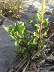 Penstemon baccharifolius