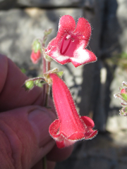 Penstemon baccharifolius