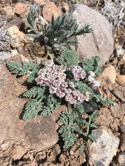 Vesper constancei
