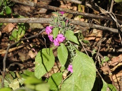 Ruellia inundata
