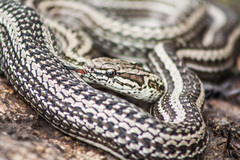 Philodryas psammophidea