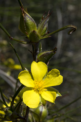 Hibbertia striata
