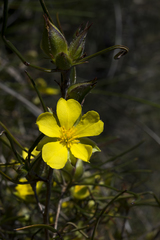 Hibbertia striata