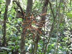 Chamaedorea glaucifolia