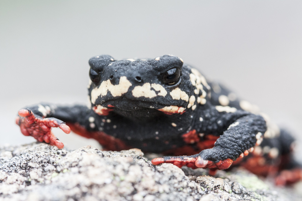 Black-and-yellow Walking Toad (Melanophryniscus stelzneri)