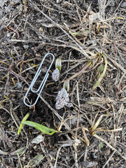 Lomatium linearifolium
